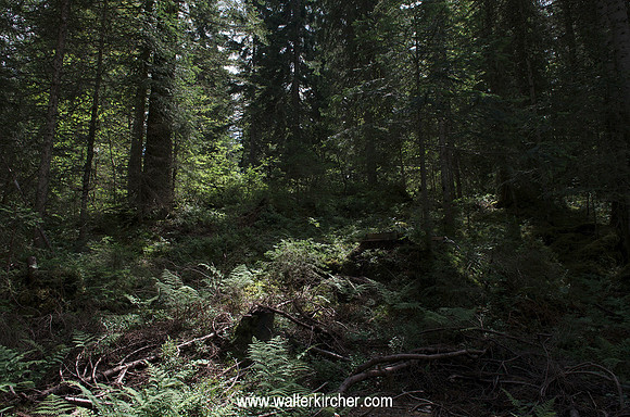 the Risoud Forest, Vallée de Joux, Switzerland - resonance spruce used by JMC Lutherie, as there were luthiers since hundred years that used the Risoud resonance spruce
