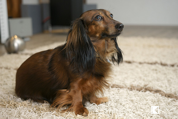 Klanghund means sounddog of course!